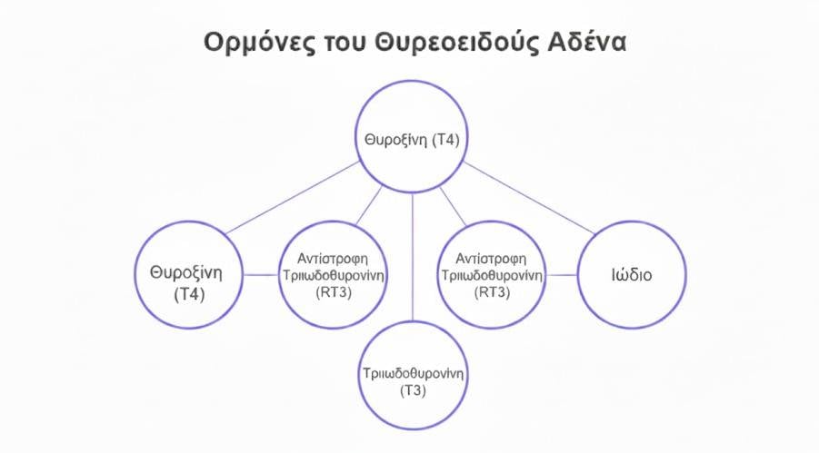 Θυρεοειδής Αδένας